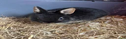 Netherland Dwarf rabbits for sale: Netherlands rabbits  in Hornsea - Advert 4