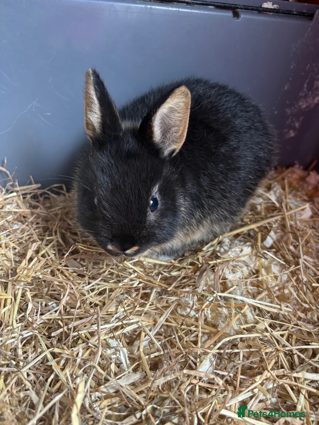Netherland Dwarf rabbits for sale: Netherlands rabbits  in Hornsea - Advert 4