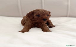 Cavapoo dogs for sale: Dream Cavapoo puppies, DNA Clear, Home Raised - Image 4
