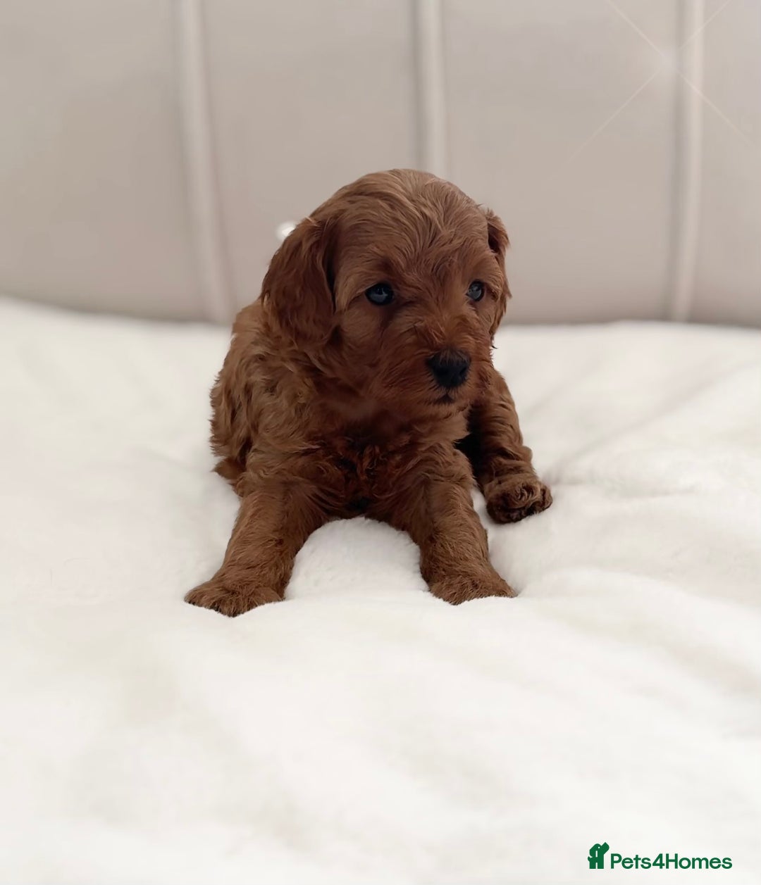 Cavapoo dogs for sale: Dream Cavapoo puppies, DNA Clear, Home Raised - Image 4