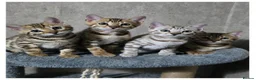 Bengal cats for sale: Waiting list open for kittens 2026-expecting 27.01 - Advert 28