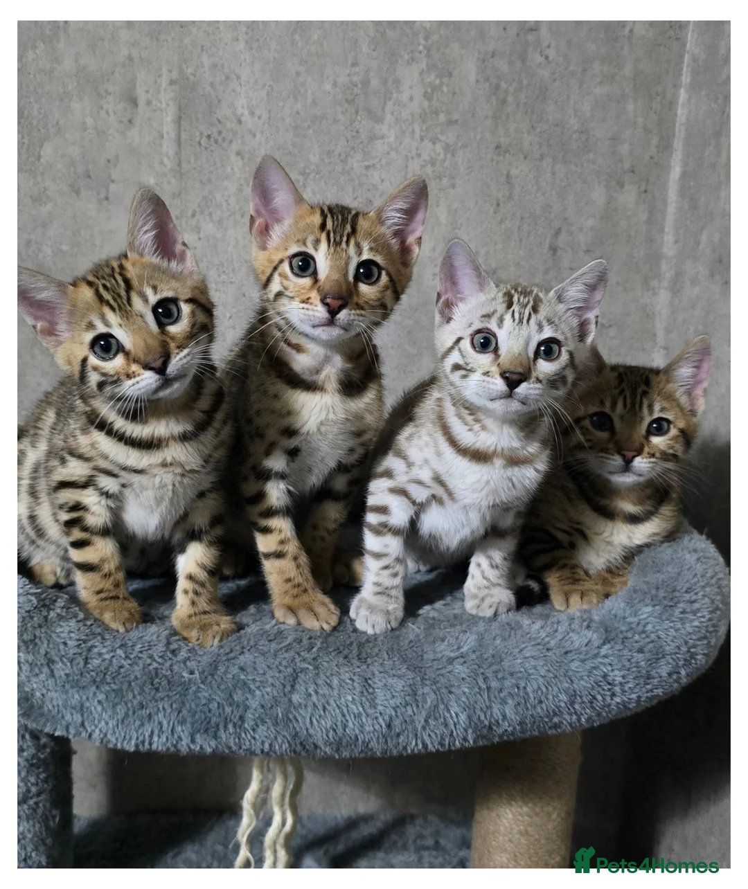 Bengal cats for sale: Waiting list open for kittens 2026-expecting 27.01 - Advert 28