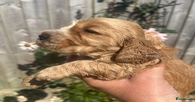 Cocker Spaniel dogs - Advert 4