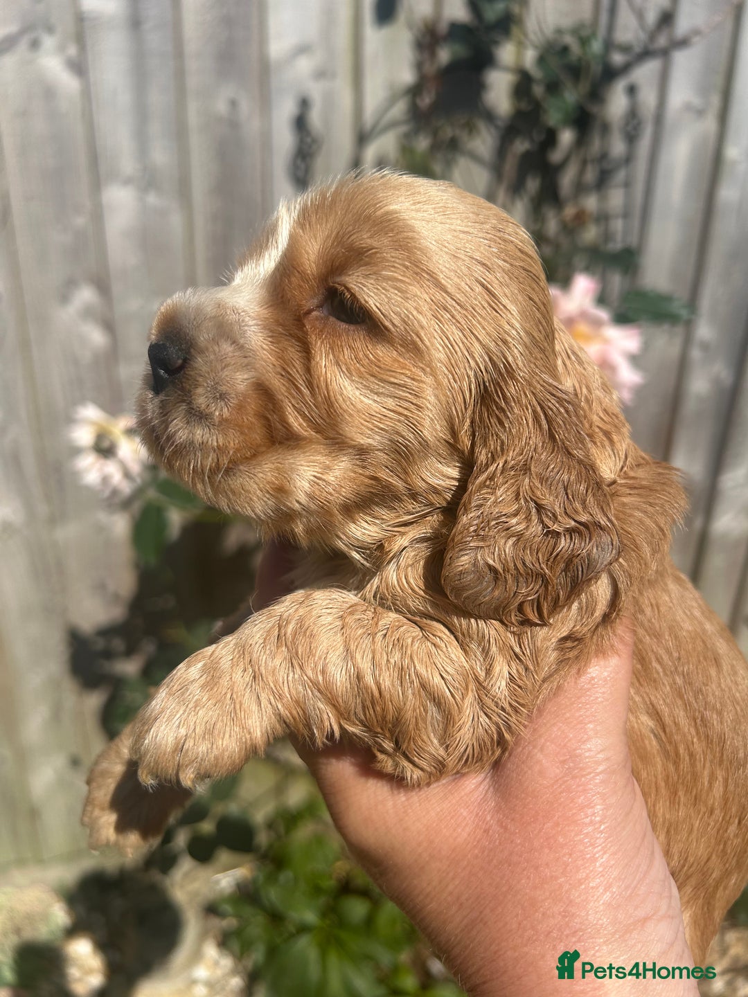 Cocker Spaniel dogs for sale: Show type cocker  spaniel “ Villaspaniol  ” kC reg - Image 2