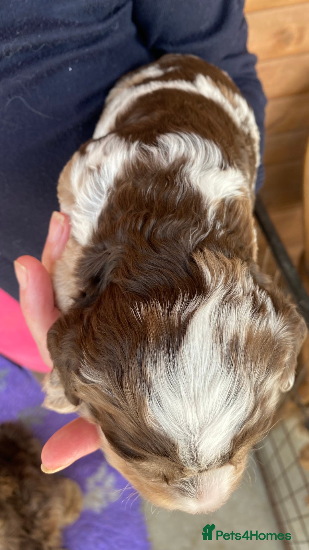 Cockapoo dogs for sale: Yankee Doodle /cocker poo. - Image 6