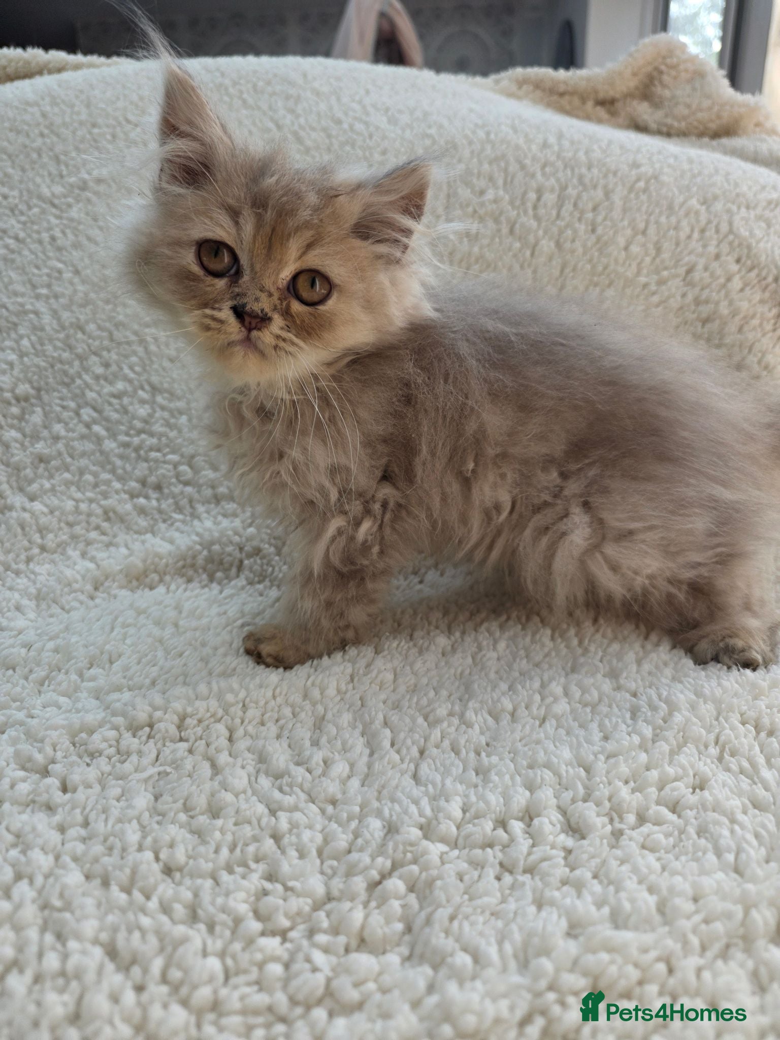 Persian cats Lilac Persian Kittens Ready to Leave Now - Advert 1