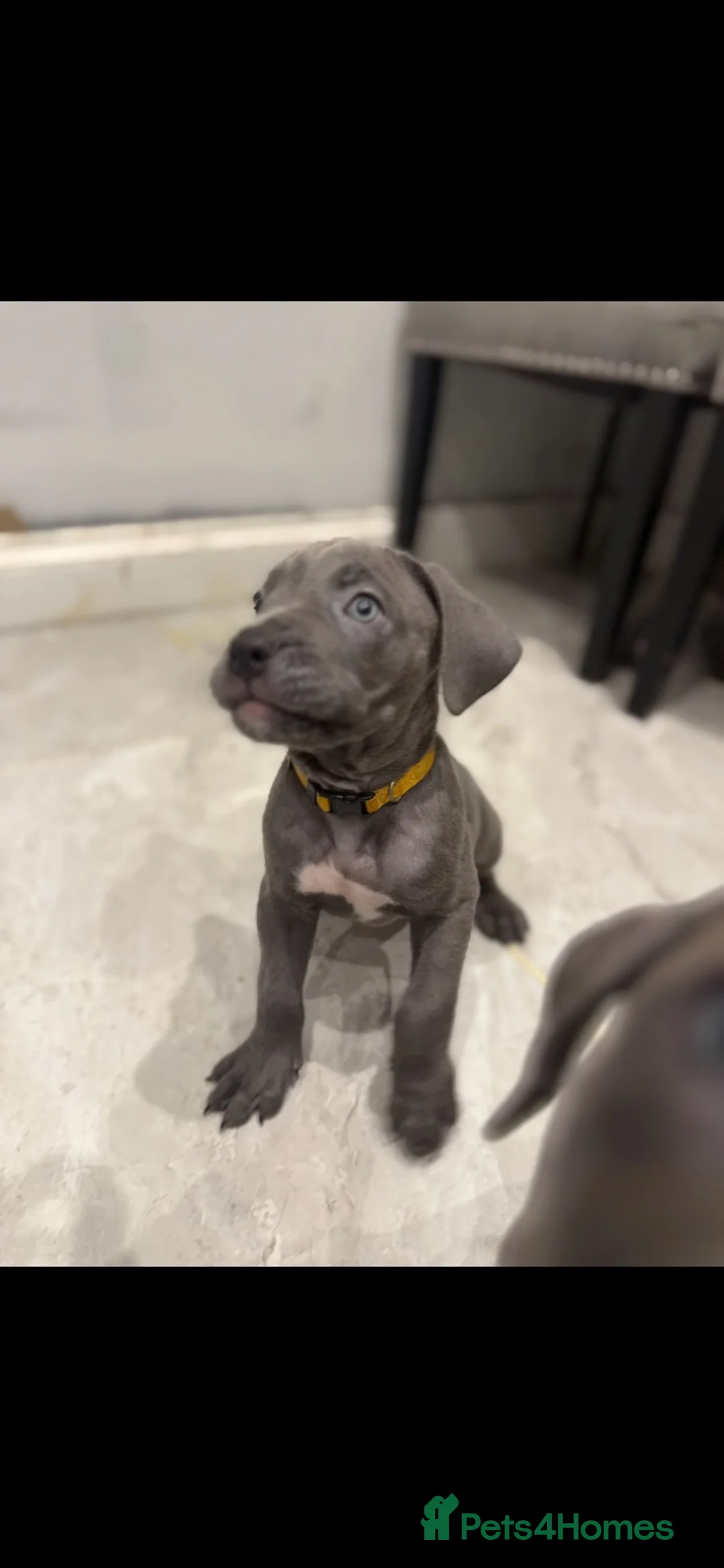 Cane Corso dogs for sale: Cane corso puppies £900 in Colchester - Advert 7