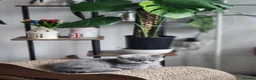 British Shorthair cats for sale: ✨️Stunning British Shorthair Blue Kitten ✨️ - Advert 4