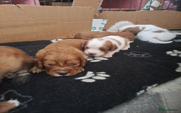 Cockalier dogs for sale: Cockerliers  health tested parents  - Image 2