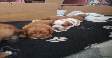 Cockalier dogs - Advert 3