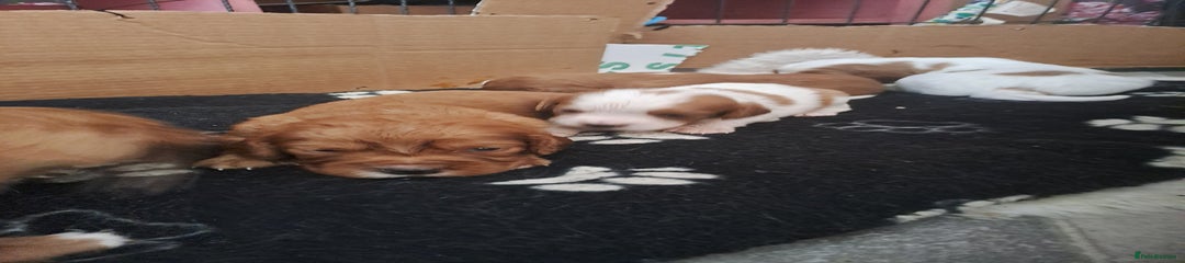 Cockalier Puppy 6