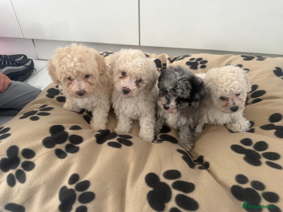 Poochon dogs for sale: Poochon puppies ready to go - Advert 1