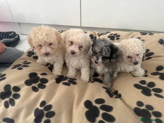 Poochon dogs Poochon puppies ready to go - Advert 5