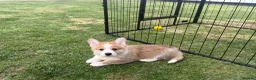 Welsh Corgi Pembroke dogs for sale: Fully Vac, KC Papers Ready, waiting to love YOU!! - Advert 15