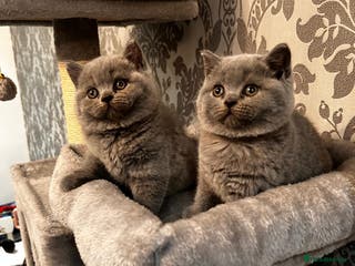British Shorthair cats Stunning British shorthair kittens - Advert 6
