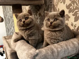 British Shorthair cats Stunning British shorthair kittens - Advert 8