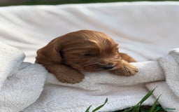 Cockapoo dogs for sale: Stunning Cockapoo Puppies KC Reg Parents - Image 9