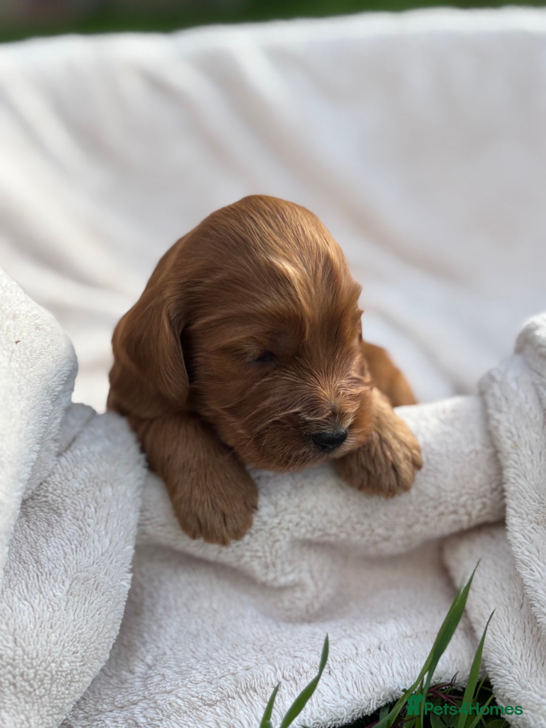 Cockapoo dogs for sale: Stunning Cockapoo Puppies KC Reg Parents - Image 9