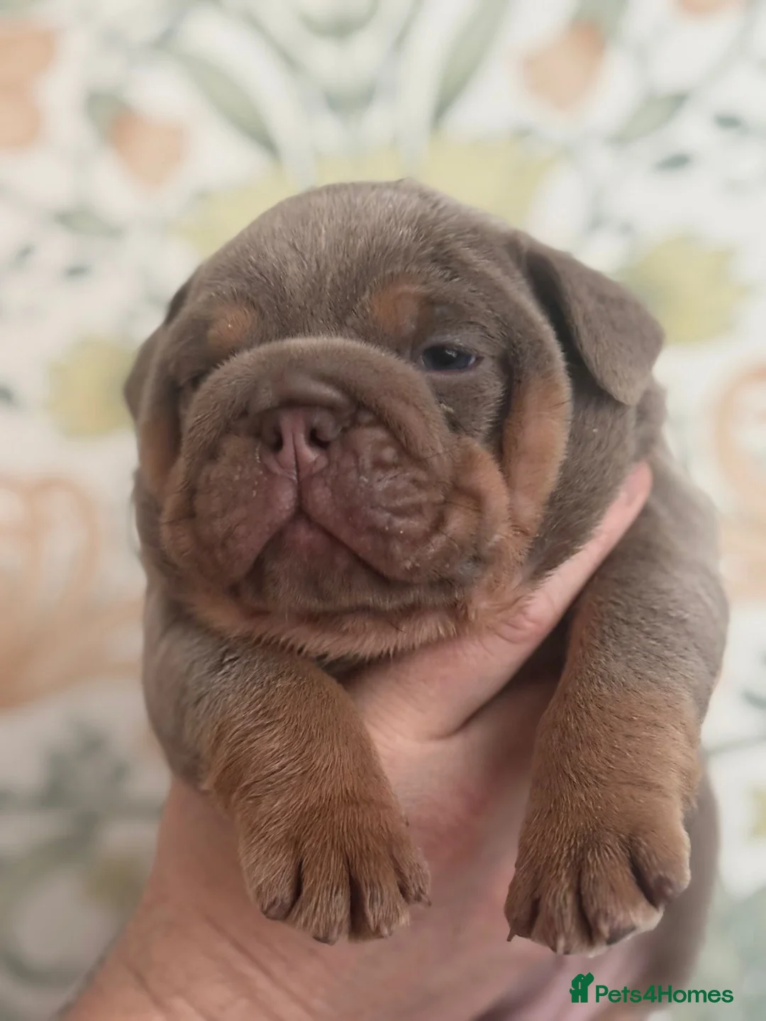 English Bulldog dogs for sale: FULL SUIT ENGLISH BULLDOGS  - Advert 5
