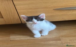 Mixed Breed cats for sale: 🤩🤩 8 beautiful babies 🤩🤩 - Image 4
