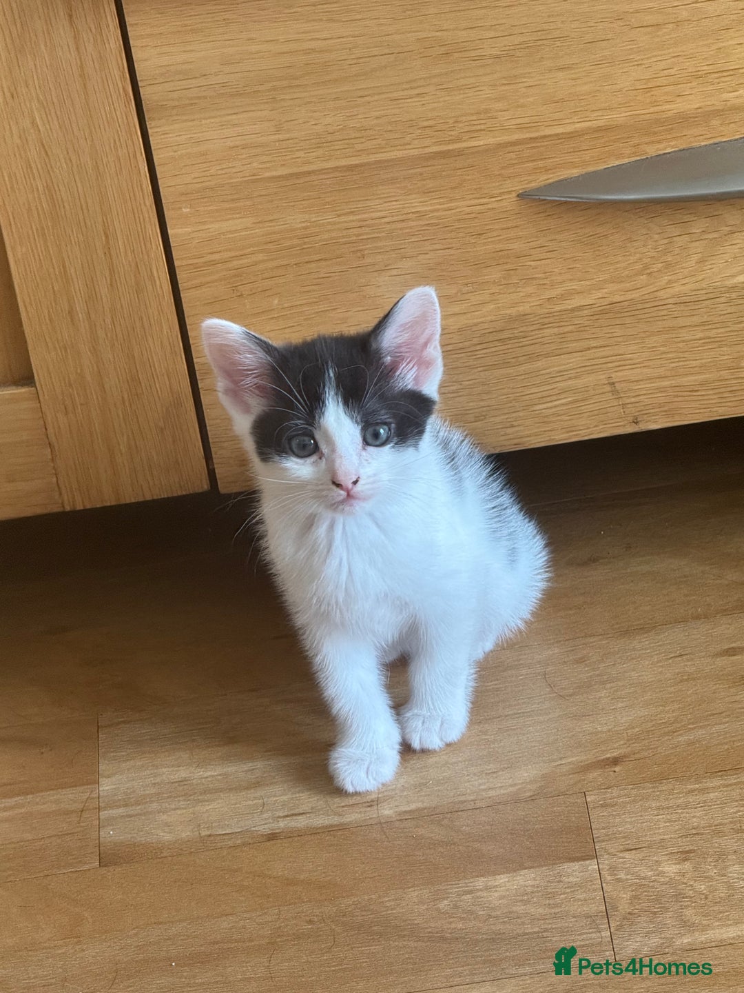 Mixed Breed cats for sale: 🤩🤩 8 beautiful babies 🤩🤩 - Image 4