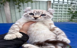 Savannah cats for sale: Breath taking wild looking girl  - Image 16