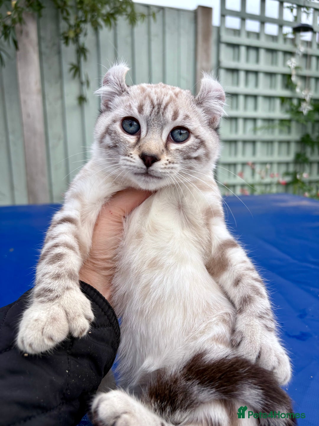 Savannah cats for sale: Breath taking wild looking girl  - Image 16