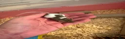 Mouse rodents for sale: Male and female fancy mice in Andover - Advert 6