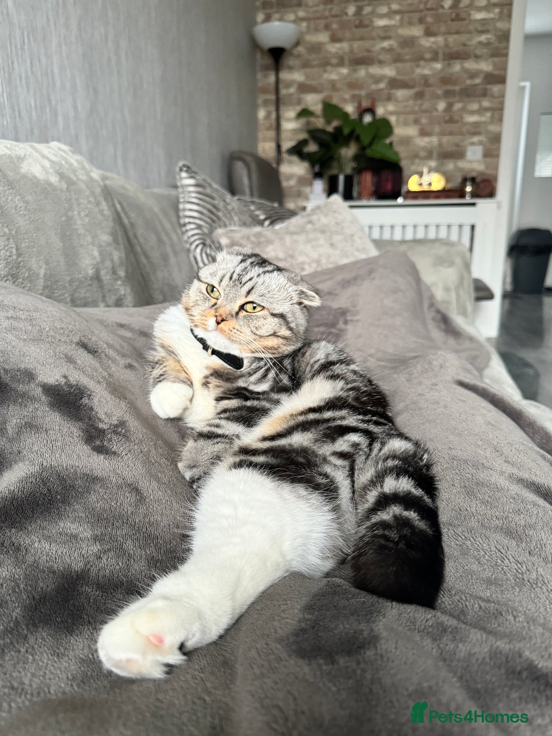 Scottish Fold cats for sale: Lexy Scotish Fold Cute Cat for Sale - Advert 6