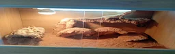 Bearded Dragon reptiles for sale: Rebels  in Cobham - Advert 3