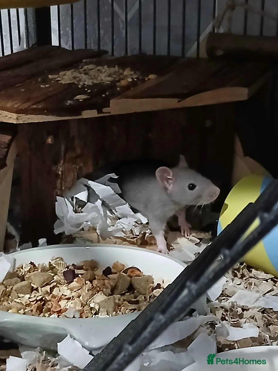 Rat rodents for sale: 2 young boy rats in Hexham - Advert 1