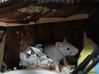 Rat rodents 2 young boy rats in Hexham - Advert 2