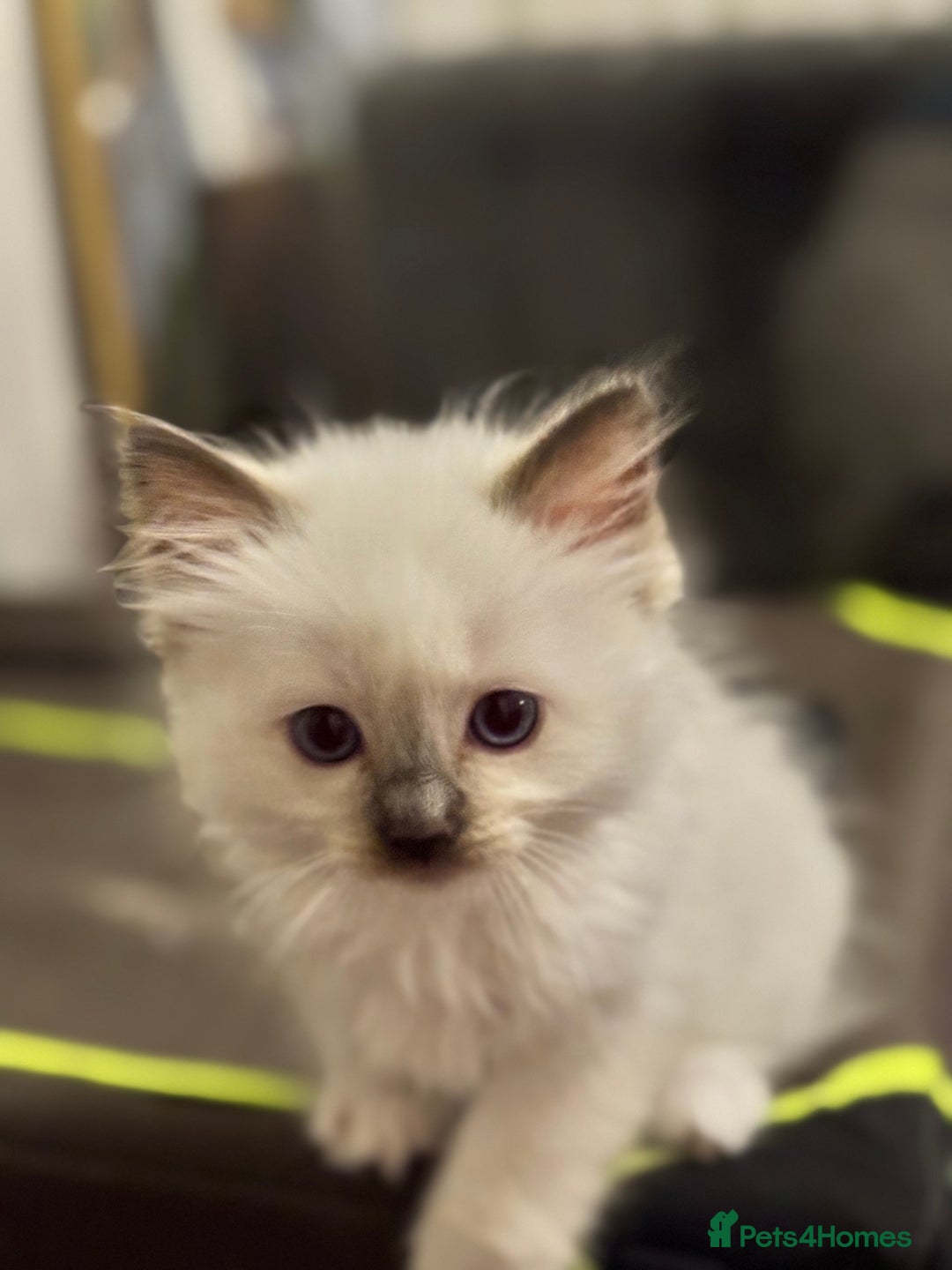 Ragdoll cats for sale: Sapphire's Ragdolls - Image 26