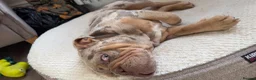 English Bulldog dogs for sale: Beautiful English Bulldog Puppy mabel  - Advert 14