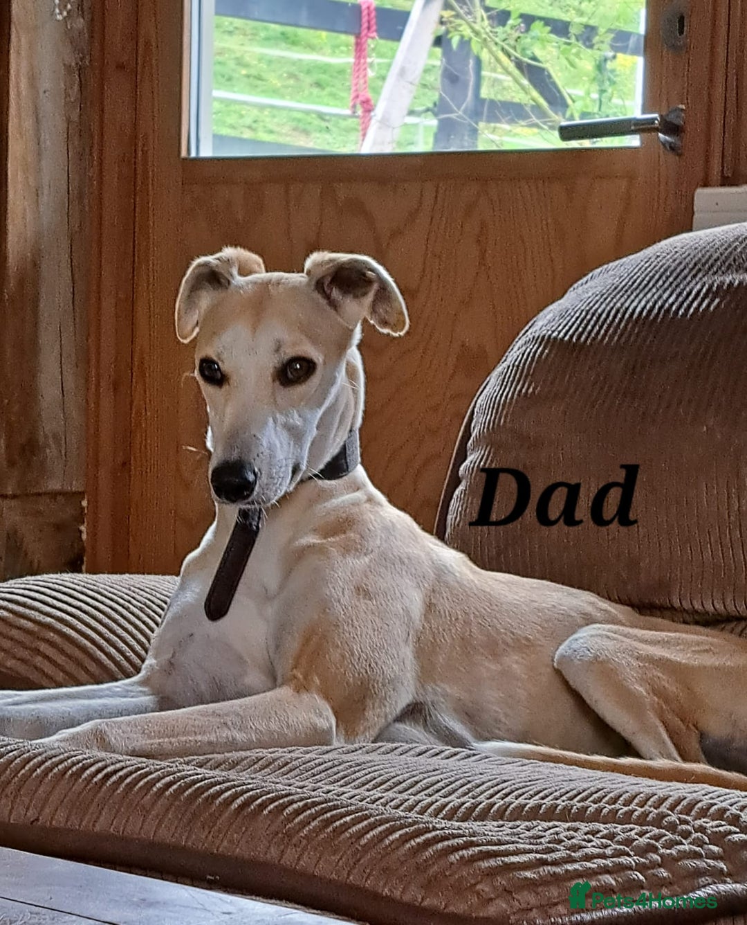 Whippet dogs for sale: Male Whippet Pup Ready For Forever Home - Advert 4