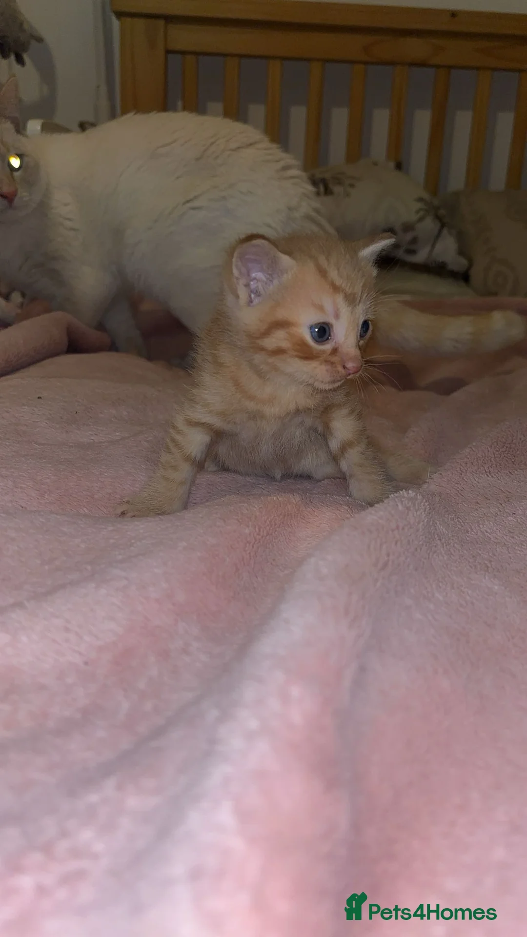 Domestic Shorthair cats for sale: Tassia Thomas - Advert 4