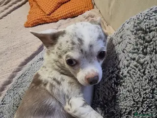 Chihuahua dogs Merle chihuahua 2 x boy puppy puppies - Advert 1