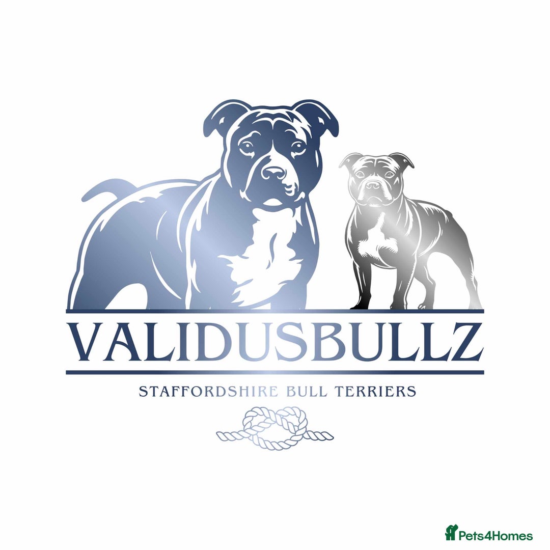 Staffordshire Bull Terrier dogs for sale: CHAMPION OF CHAMPIONS  - Advert 12