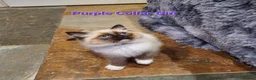 Ragdoll cats for sale: Stunning GCCF Registered Ragdoll Kittens. - Advert 11
