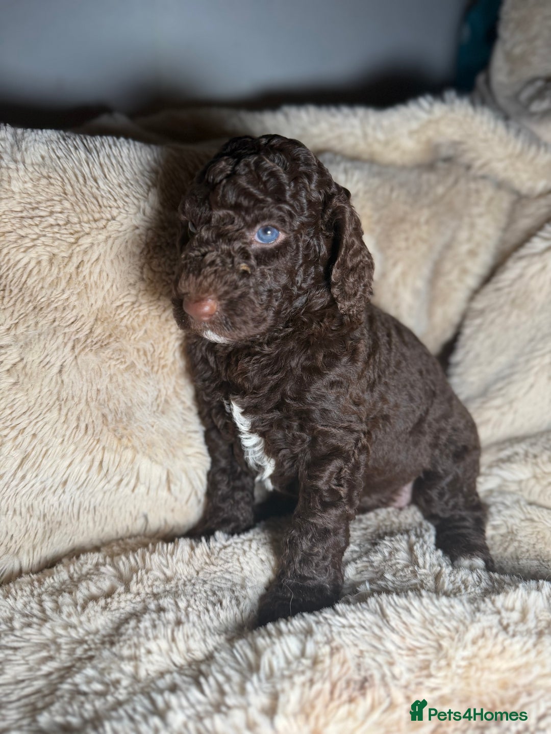 Goldendoodle dogs for sale: Goldendoodles Ready Next Week - Advert 11