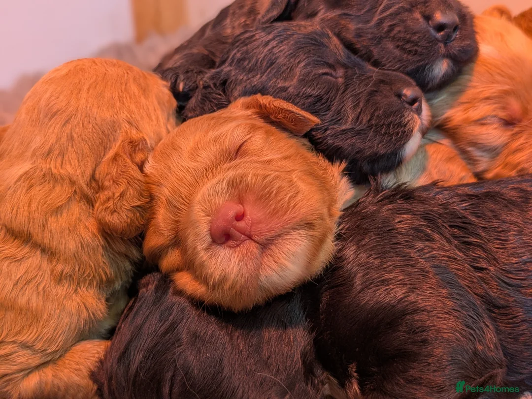 Cockapoo dogs for sale: F1 Miniature Cockapoo Pups, Health Tested Parents - Advert 1