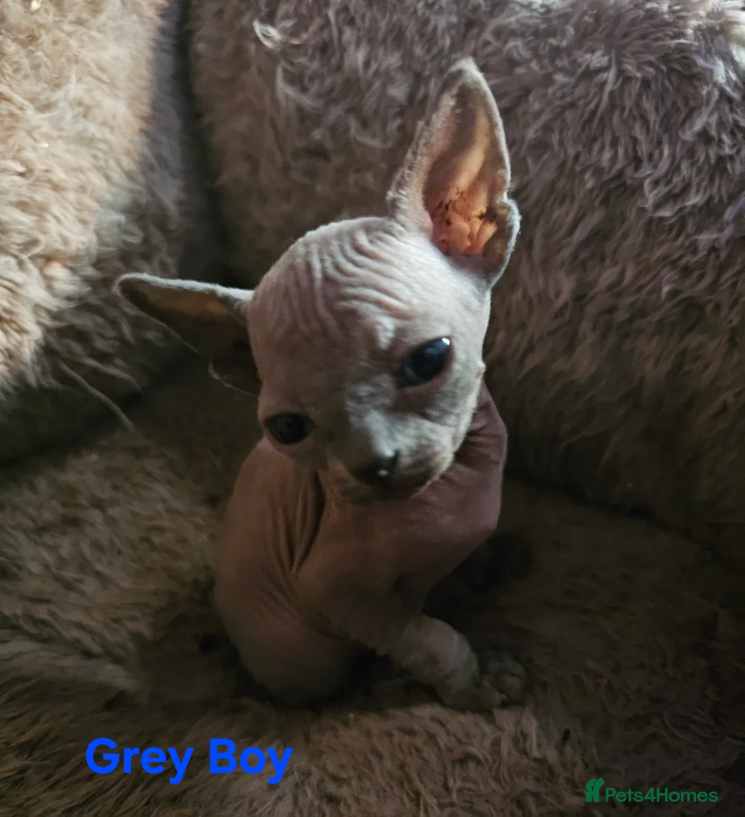 Sphynx cats for sale: Sphynx kittens  in Bargoed - Advert 2