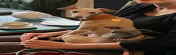Italian Greyhound dogs for sale: KC Italian greyhound puppies European lineage - Advert 18