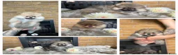 Pomeranian dogs for sale: ✨ Exclusive Teddy Bear Face Pomeranian Puppies ✨ - Advert 6