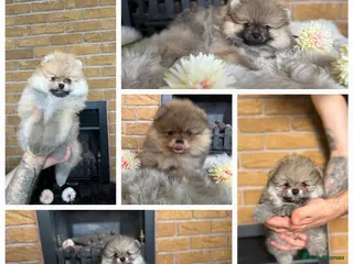 Pomeranian dogs ✨ Exclusive Teddy Bear Face Pomeranian Puppies ✨ - Advert 6