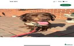 Cocker Spaniel dogs for sale: Stunning Health checked girl🩷ready to go now🐶 - Image 13