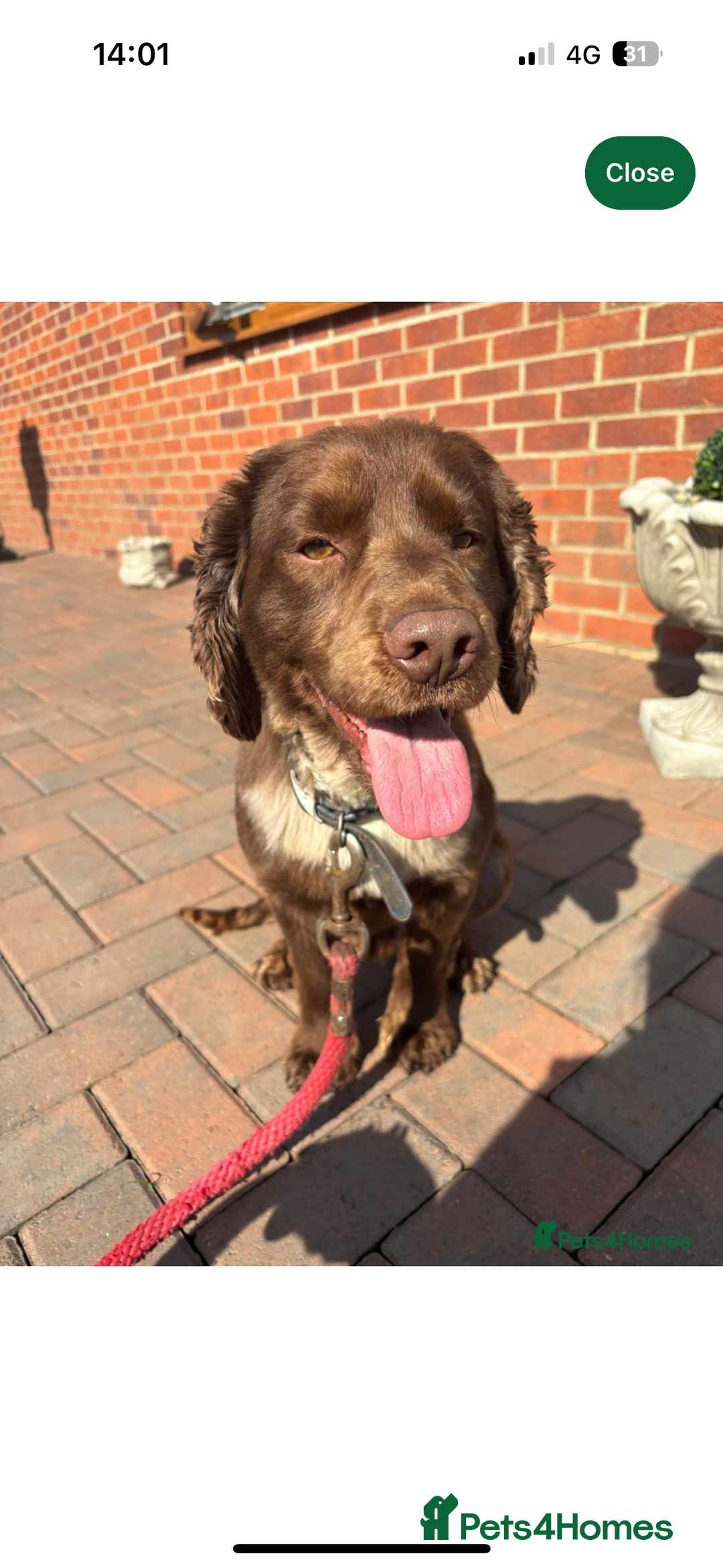 Cocker Spaniel dogs for sale: Stunning Health checked girl🩷ready to go now🐶 - Image 13