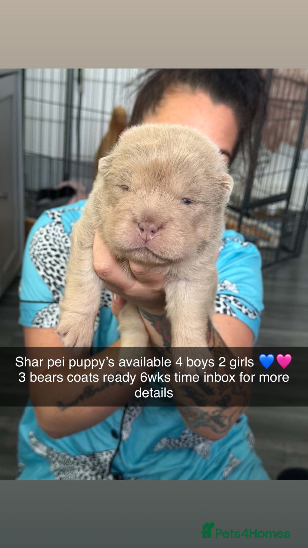 Shar Pei dogs for sale: Shar pei puppys  - Advert 6