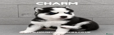 Charm