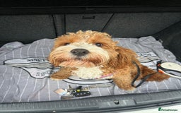 Cavapoo dogs for stud: Handsome Cavapoo Stud Dog 🐾  in Weston-super-Mare - Image 7